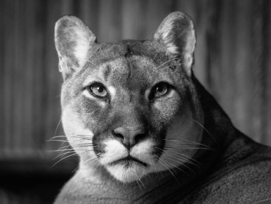 Пума Арнальдо, потомство которого обитает в зоопарках от Белгорода и Минска до Сахалина, умер от старости в парке «Роев ручей» в Красноярске