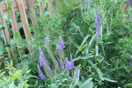 ��������: ��������� ������� ��� ������ ����