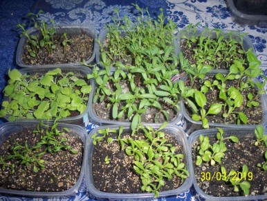 ��� ��������� �������� �������� ��������� �����������