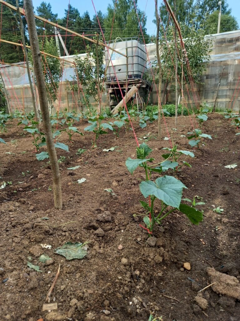 Как вырастить сочные огурцы на открытых грядках: простые секреты садоводов