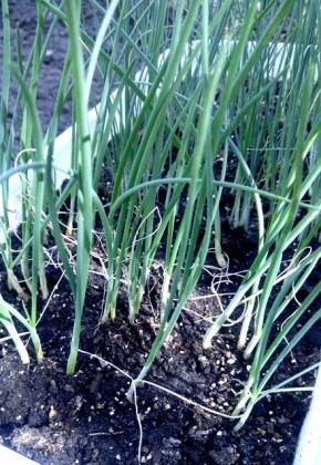 ������� ��������� ����������� ������� ����