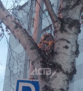 ������ ��������� ���� � ������ ����-����������