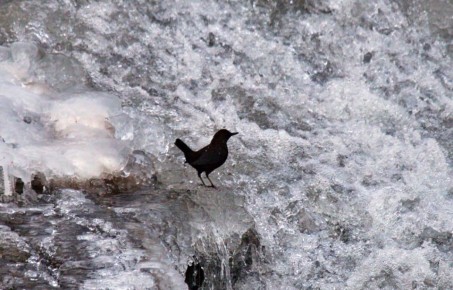 �����, ������� "�����" ��� �����: ���� ����� ��������� �� ����� �������� � �����