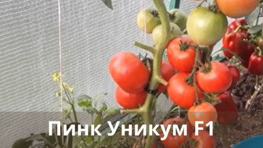 ������� ������: ������ ����� ��� ������ ����