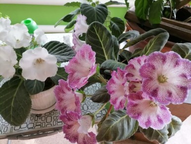 Как успешное размножение глоксинии листом стало настоящим испытанием терпения