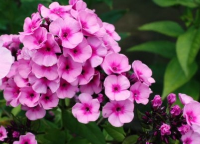 ���������� ������� � ����: ������ ������ ��� ����������