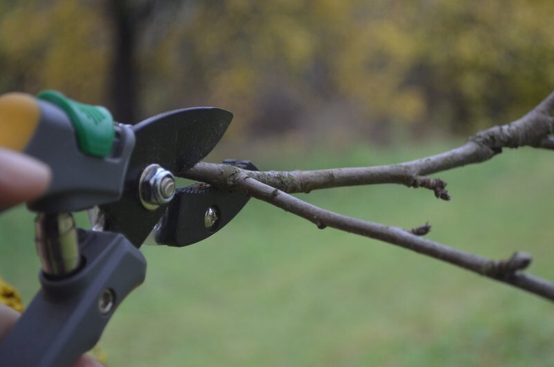 Что нужно знать о весенней обрезке яблонь: советы и техники