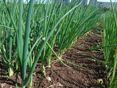 ��� ��������� ������ ���� � ��������� ������: ������ ��� ��������