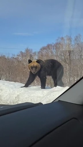 «Прыгает легко»: на Кунашире проснулись медведи