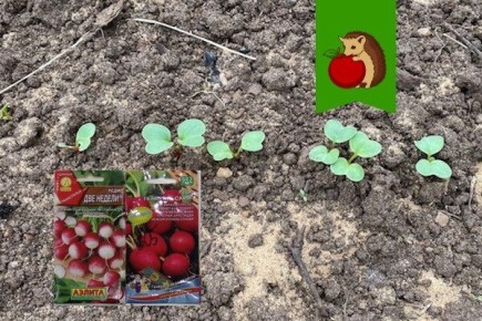 ����� ������� ����� ��� ��������� ������: ������ ���������