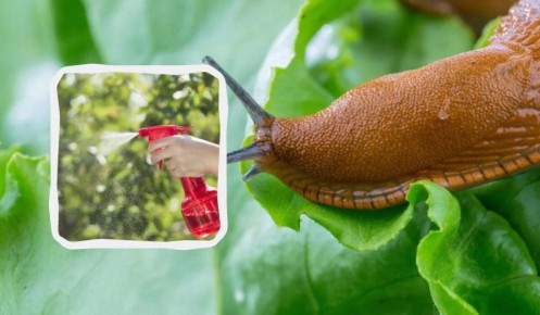 ����������� ����� �� �������: ������� ������ ��� �������