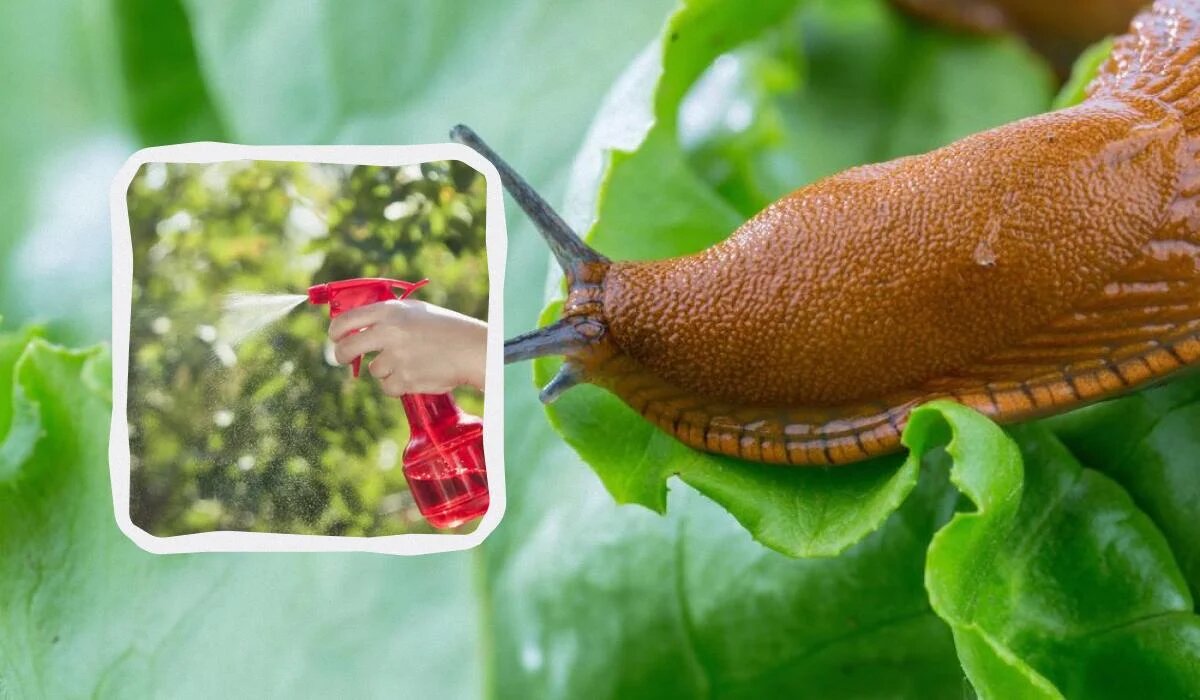 Эффективный спрей от слизней: простой рецепт для огорода