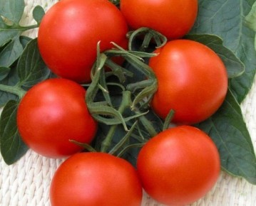 Томат Верлиока Плюс: рано и надежно – секреты урожайного выбора