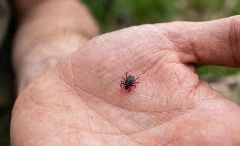 Роспотребнадзор: клещевым энцефалитом можно заразиться без укуса