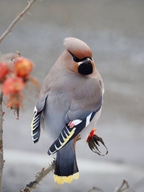 ������ ��������� ����, ������� �����!