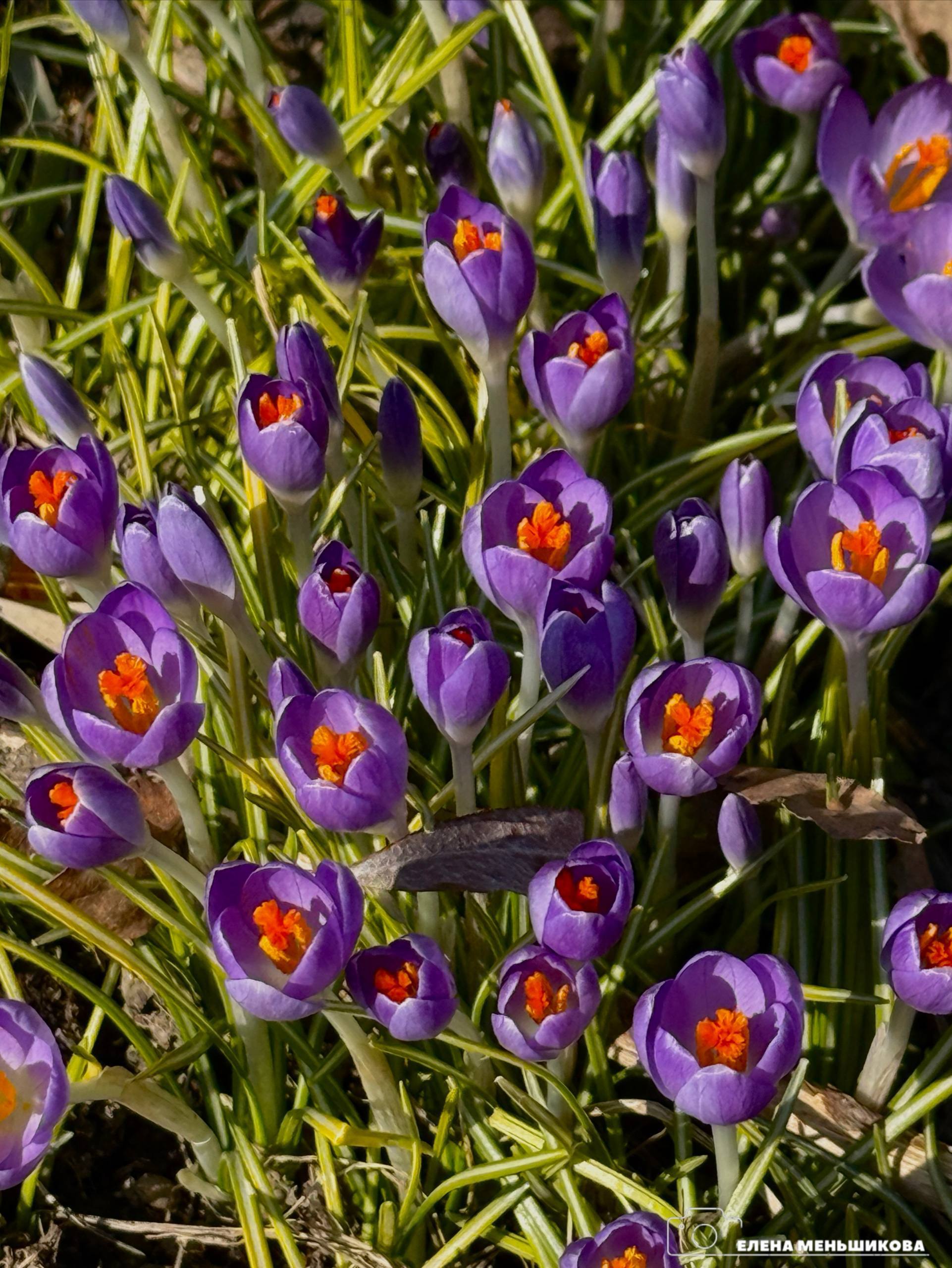 Первые крокусы заметили в Южно-Сахалинске Первые крокусы заметили в Южно-Сахалинске