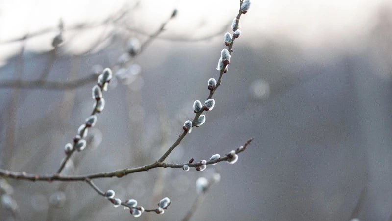 Потепление до +6 градусов спрогнозировали в Сахалинской области 23 марта