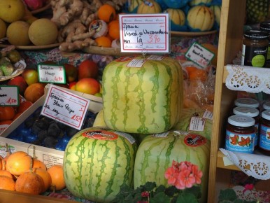 Успех в выращивании арбуза: советы для начинающих садоводов