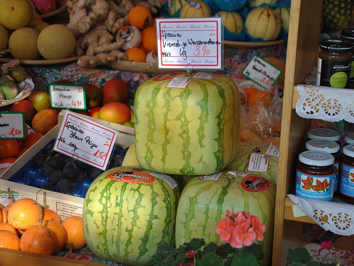 Успех в выращивании арбуза: советы для начинающих садоводов