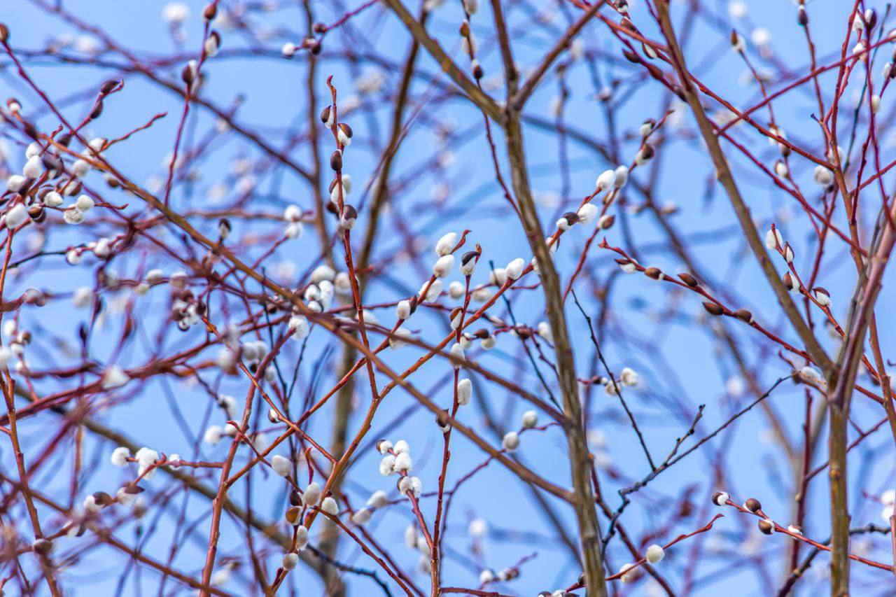 Доброе утро, Южно-Сахалинск! Доброе утро, Южно-Сахалинск!