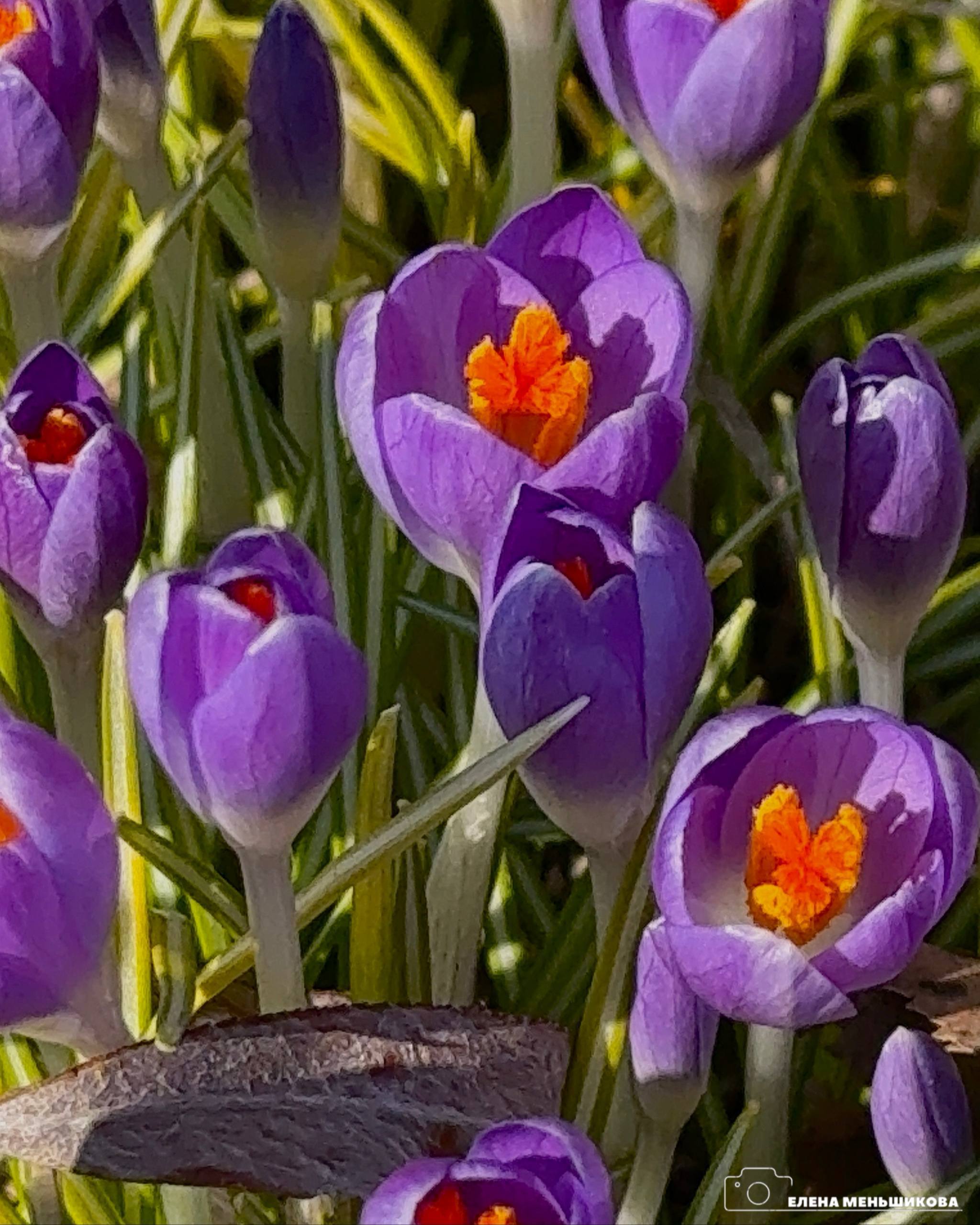 Первые крокусы заметили в Южно-Сахалинске Первые крокусы заметили в Южно-Сахалинске