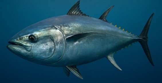 Как голубой тунец борется с токсичностью ртути