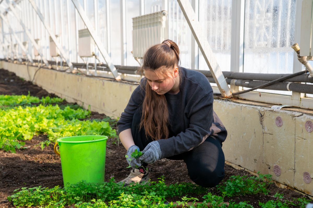 С заботой о здоровье. Студенты одного из учебных заведений в Южном круглый год выращивают зелень для себя и горожан