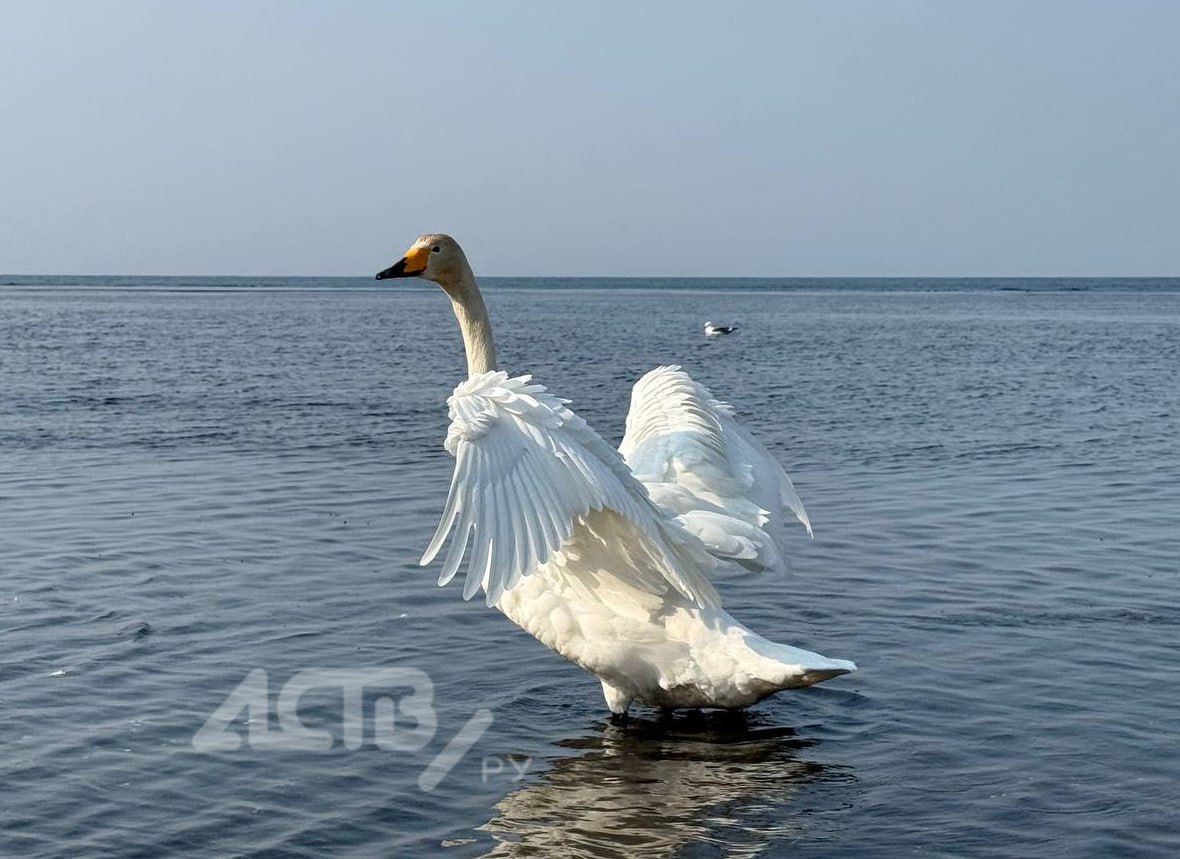 На юге Сахалина потеплеет до +7 градусов