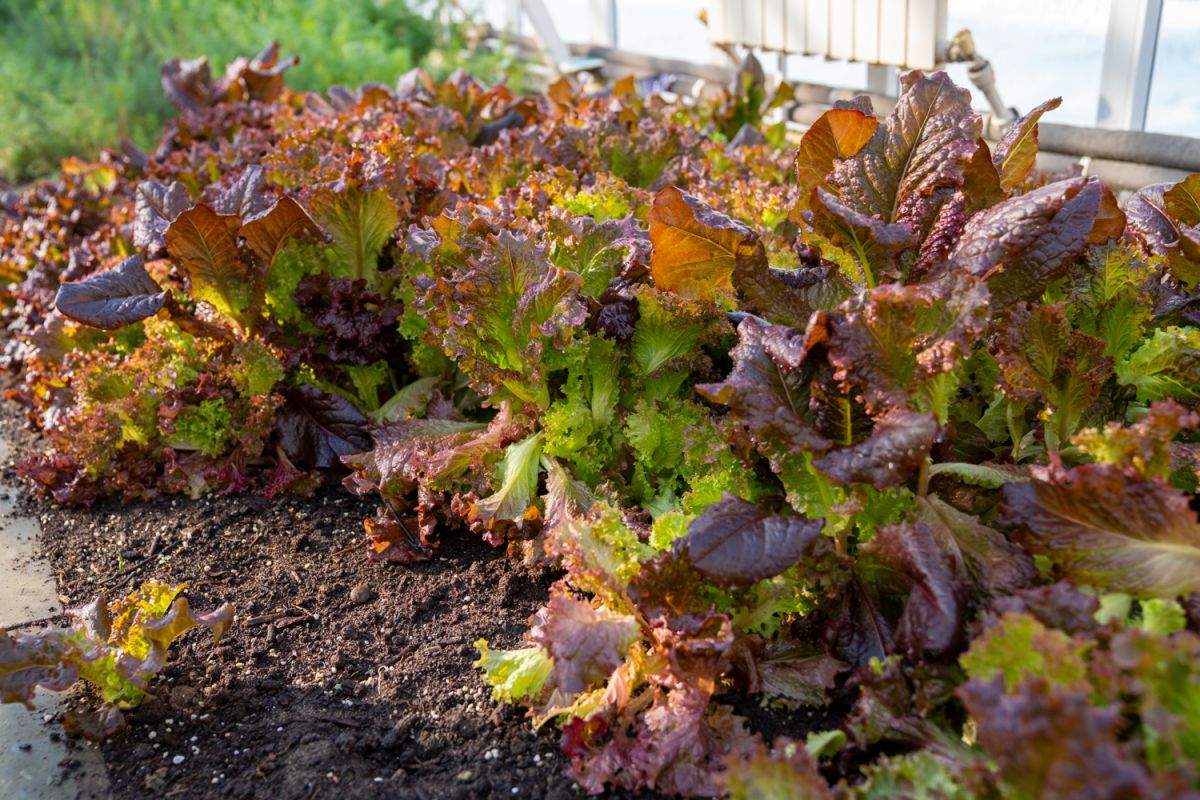 С заботой о здоровье. Студенты одного из учебных заведений в Южном круглый год выращивают зелень для себя и горожан С заботой о здоровье. Студенты одного из учебных заведений в Южном круглый год выращивают зелень для себя и горожан