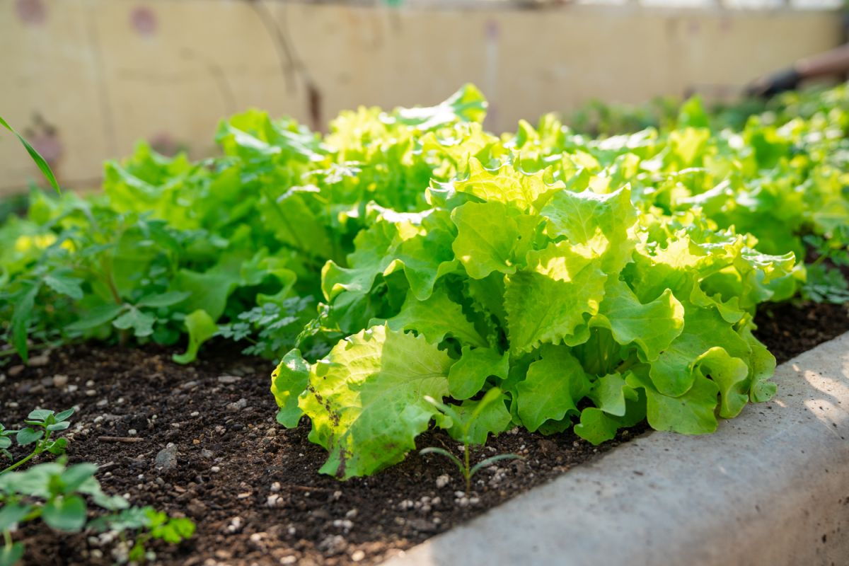 С заботой о здоровье. Студенты одного из учебных заведений в Южном круглый год выращивают зелень для себя и горожан С заботой о здоровье. Студенты одного из учебных заведений в Южном круглый год выращивают зелень для себя и горожан