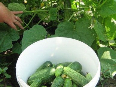 ������ ����� �������: ��� �������� ��������� ������ �������