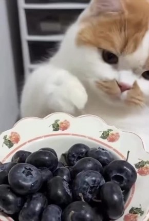 ������ ����, ������� � ������