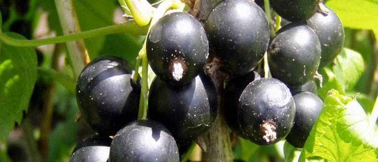 Весна для смородины: ключевые шаги для щедрого урожая