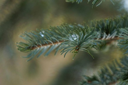 Погожий весенний день в сахалинском лесу