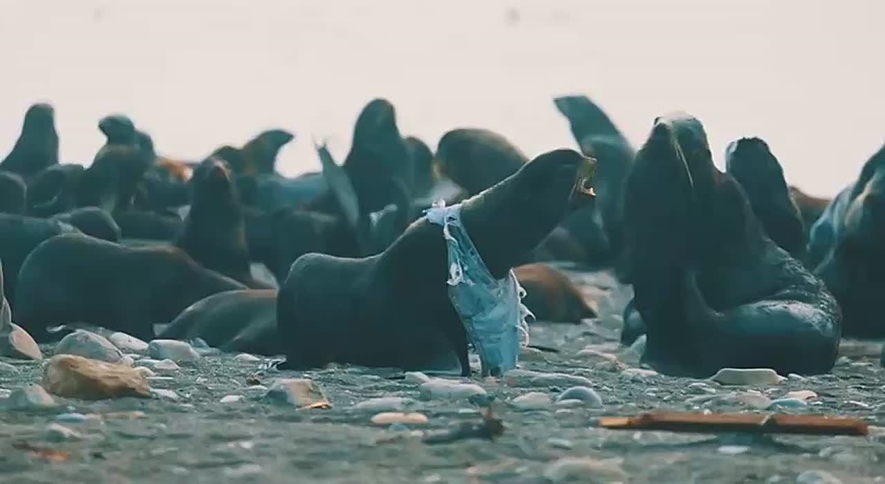 Сахалинские волонтеры спасли тюленя-модника