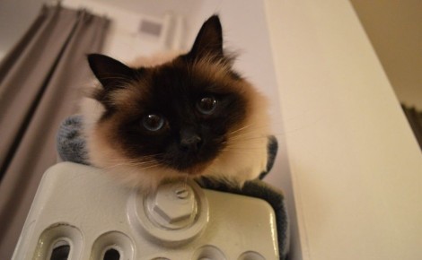 Детсад и дома в Южно-Сахалинске проведут часть четверга без тепла