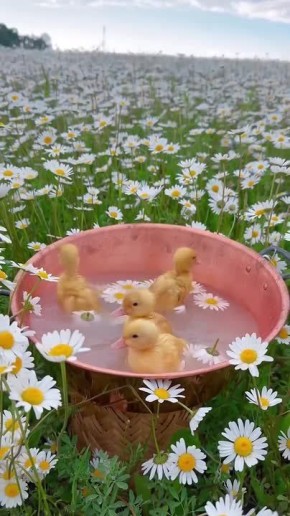 ������ ����, ������� � ������