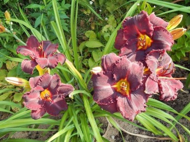 Как обеспечить шикарное цветение лилейников: советы по уходу