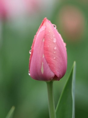 ��������� ����������� �����: ������� �������� � 66 ���