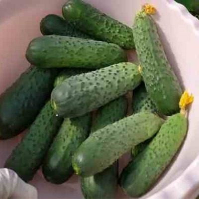 Огурец Прайм: идеальный букетный гибрид для тепличного урожая