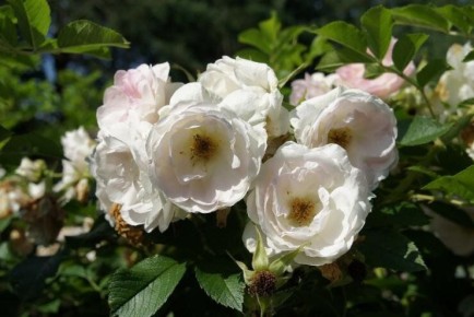 Очарование шиповника: как украсить сад и улучшить здоровье