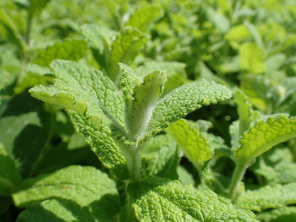 Защити свой сад: удивительная сила масла мяты против вредителей