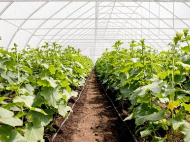 ��� ������: ��������� ����� ������� ��� �������