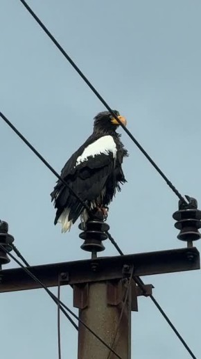 Величавого белоплечего орлана встретили и запечатлели на окраине Невельска