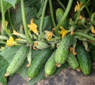 Секреты обильного урожая огурцов, проверенные временем