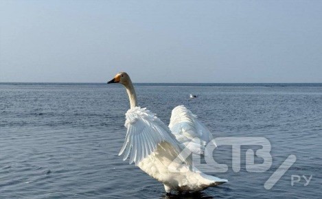 ������ ����� ����� �� �������� ���������� �������