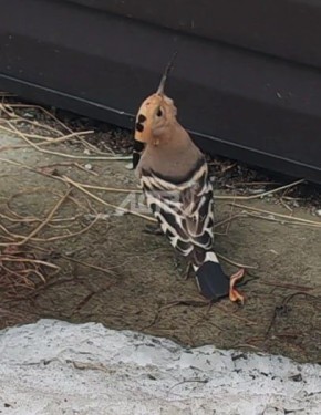 Египетского удода занесло в Южно-Сахалинск