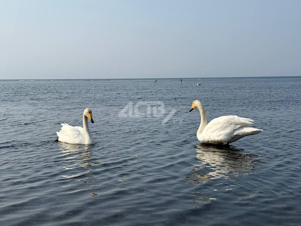 На юге Сахалина 1 апреля потеплеет до +10 градусов, и это не шутка