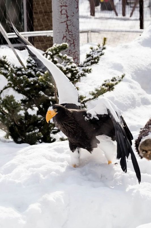 ����������, ������ �� ��� �����