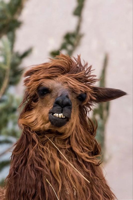 ����������, ������ �� ��� �����